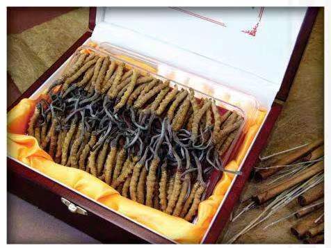 汉源冬虫夏草回收